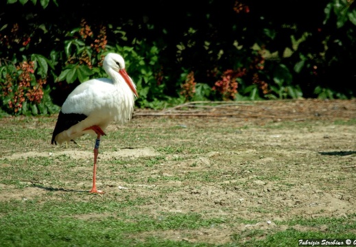 Oasi cicogne LIPU - Racconigi (CN)