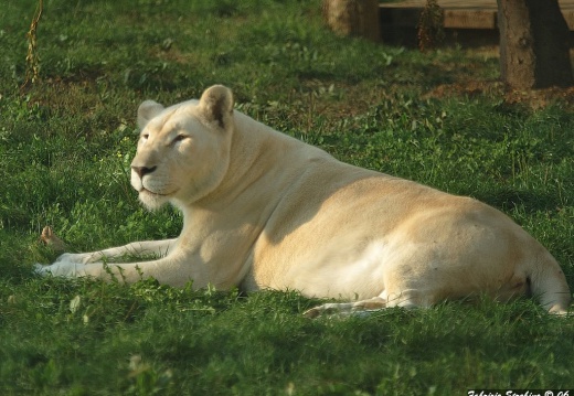 Luoghi