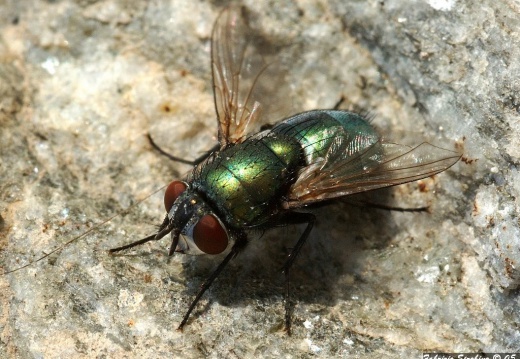 Macro e Close-up