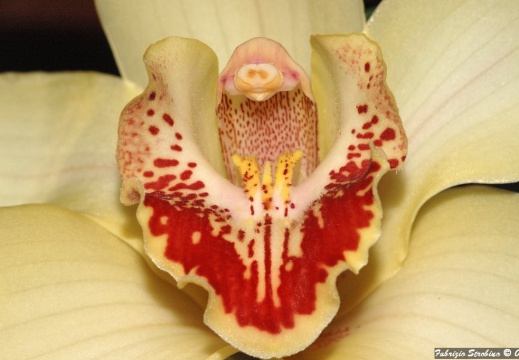 Natura - Varie 002