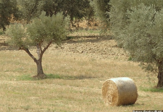 Natura - Varie 003