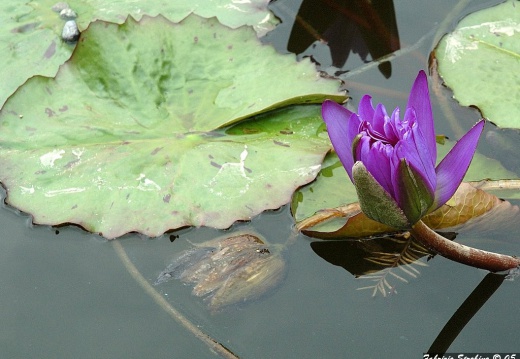 Natura - Varie 005